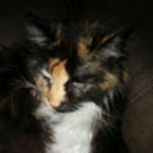 Meet your Posher, Lexi